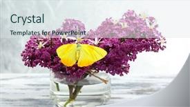  Presentation with beautiful spring flowers - PPT theme with beautiful butterfly sitting on spring flowers on wooden table background and a sky blue colored foreground