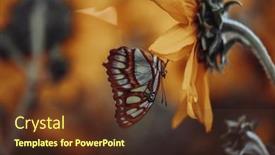  Presentation with sunflower sunflower sunflower sunflower sunflower - Slides enhanced with beautiful-butterfly-sitting-on-sunflower background and a tawny brown colored foreground