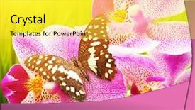  Presentation with orchid - Cool new slides with beautiful butterfly sitting backdrop and a yellow colored foreground