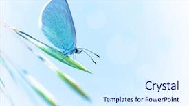  Presentation with blue sky - Slide deck enhanced with beautiful butterfly with blue wings background and a sky blue colored foreground