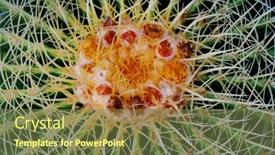  Presentation with cactus - Cool new theme with peyote - beautiful cactus close up backdrop and a tawny brown colored foreground