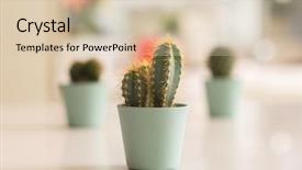  Presentation with traditional medicinal plants - Slide set with beautiful cactus plants at home background and a lemonade colored foreground