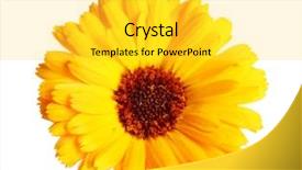  Presentation with calendula - PPT layouts consisting of beautiful calendula flower isolated on white background and a yellow colored foreground