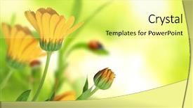  Presentation with calendula - Presentation featuring beautiful calendula officinalis background background and a blonde colored foreground