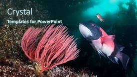  Presentation with deep sea - Colorful slide set enhanced with beautiful-california-sheepshead-fish-swimming backdrop and a ocean colored foreground