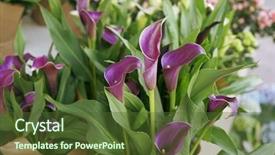  Presentation with calla - Presentation consisting of beautiful calla flowers in shop background and a tawny brown colored foreground