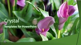  Presentation with wedding calla lily - Slides having beautiful calla flowers in shop background and a  colored foreground
