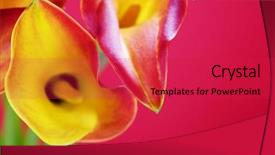  Presentation with calla lily - Audience pleasing presentation theme consisting of beautiful calla lilies on red backdrop and a red colored foreground