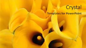  Presentation with calla - PPT theme featuring beautiful calla lilly bouquet wedding background and a light gray colored foreground