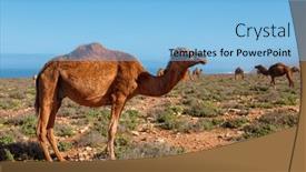  Presentation with camel - Slide set featuring beautiful-camel-in-desert-landscape background and a light blue colored foreground