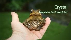  Presentation with maui - Theme having beautiful cane toad bufo marinus background and a wine colored foreground