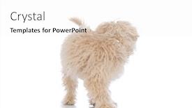  Presentation with dog - Presentation theme consisting of beautiful-caniche-dog-rotating-around background and a white colored foreground