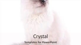  Presentation with cat - Audience pleasing PPT theme consisting of beautiful cat isolated on white backdrop and a sky blue colored foreground