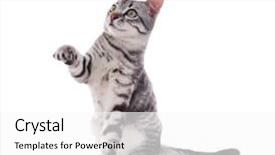  Presentation with cat - Cool new slide set with beautiful cat isolated on white backdrop and a white colored foreground