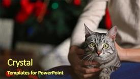  Presentation with beautiful reof christmas season - Amazing slide set having beautiful cat on christmas tree backdrop and a tawny brown colored foreground