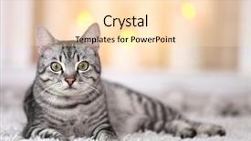  Presentation with cat - Colorful presentation design enhanced with beautiful cat on light background backdrop and a lemonade colored foreground