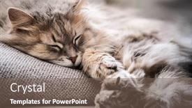  Presentation with sleeping - Beautiful presentation theme featuring beautiful-cat-sleeping-on-pillow backdrop and a violet colored foreground
