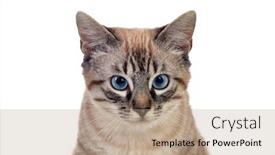  Presentation with blue eyes - PPT theme enhanced with beautiful-cat-with-blue-eyes background and a coral colored foreground