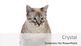  Presentation with blue eyes - Slide set with beautiful-cat-with-blue-eyes background and a white colored foreground