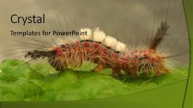  Presentation with beautiful nature - Presentation with beautiful caterpillar in nature background and a coral colored foreground