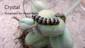  Presentation with caterpillar - Colorful theme enhanced with beautiful caterpillar in the nature backdrop and a lemonade colored foreground