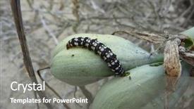  Presentation with caterpillar - PPT theme having beautiful caterpillar in the nature background and a gray colored foreground