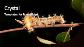  Presentation with caterpillar - Colorful theme enhanced with beautiful caterpillar in the nature backdrop and a black colored foreground