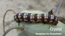 Presentation with caterpillar - PPT theme consisting of beautiful caterpillar nature background and a gray colored foreground