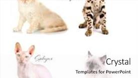  Presentation with cats - Cool new presentation theme with beautiful cats with names of breeds on white background backdrop and a white colored foreground