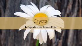  Presentation with chamomile - Theme having beautiful chamomile flower on blurred wooden background closeup background and a yellow colored foreground