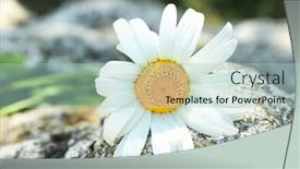  Presentation with chamomile - Beautiful slides featuring beautiful chamomile flower outdoors closeup backdrop and a light blue colored foreground