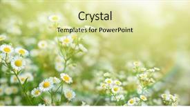  Presentation with chamomile - Beautiful PPT theme featuring inflorescence - beautiful chamomile flowers in field backdrop and a soft green colored foreground