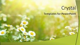  Presentation with chamomile - PPT theme featuring beautiful chamomile flowers in field background and a blonde colored foreground