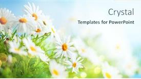  Presentation with beautiful spring flowers - PPT theme enhanced with beautiful-chamomile-flowers-in-meadow background and a cool aqua colored foreground