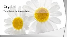  Presentation with chamomile - Slides enhanced with beautiful chamomile flowers on white background and a white colored foreground