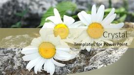  Presentation with chamomile - PPT theme enhanced with beautiful chamomile flowers outdoors background and a yellow colored foreground