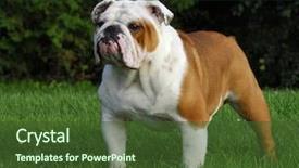  Presentation with english bulldog - Beautiful slide deck featuring beautiful champion male english bulldog backdrop and a tawny brown colored foreground