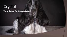  Presentation with champion - Amazing PPT theme having beautiful champion male english cocker spaniel on black background backdrop and a dark gray colored foreground