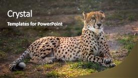  Presentation with cheetah - Theme featuring beautiful cheetah lying down background and a dark gray colored foreground