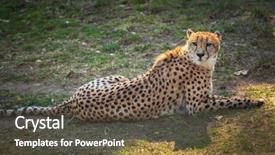  Presentation with cheetah - Cool new PPT theme with beautiful cheetah lying down backdrop and a tawny brown colored foreground