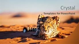  Presentation with cheetah - Beautiful presentation theme featuring beautiful cheetah outdoor on red sand dune early in the morning at namib desert backdrop and a lemonade colored foreground