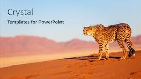  Presentation with cheetah - Presentation theme consisting of beautiful-cheetah-outdoor-on-red background and a sky blue colored foreground