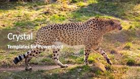  Presentation with cheetah - Slides enhanced with beautiful cheetah walking careful background and a coral colored foreground