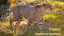  Presentation with cheetah - Amazing theme having beautiful cheetah walking careful backdrop and a tawny brown colored foreground