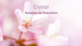  Presentation with cherry blossom - Slides with beautiful-cherry-blossom-close-up background and a sky blue colored foreground