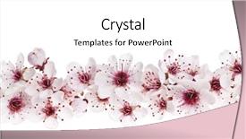  Presentation with flowers border - Cool new presentation theme with beautiful cherry blossom flowers backdrop and a white colored foreground
