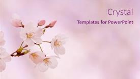  Presentation with cherry blossom - Colorful slide set enhanced with spring with bright pastel pink backdrop and a lemonade colored foreground