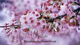 Presentation with cherry blossom - Presentation design featuring beautiful cherry blossom sakura close up background and a coral colored foreground