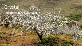  Presentation with cherry blossom - 