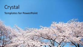  Presentation with bloom - Beautiful PPT layouts featuring beautiful cherry blossoms canopy with clear blue sky in background full bloom backdrop and a light blue colored foreground